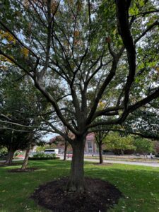A 3 foot radius mulch ring around a medium sized tree