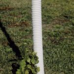 Use of white tree guards can protect the trunk from temperature changes that cause damage. Joseph OBrien, USDA Forest Service, Bugwood.org