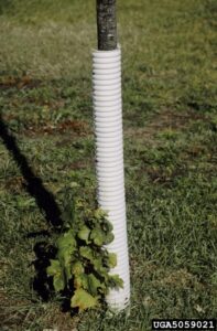  Use of white tree guards can protect the trunk from temperature changes that cause damage. Joseph OBrien, USDA Forest Service, Bugwood.org 