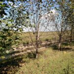 Populus sp. with significant leaf loss due to Marssonina leaf spot.
