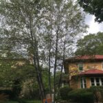 Aspen wit thinning tree canopy due to Marssonina infection.