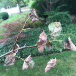Fig 4: Leaf necrosis and twig dieback caused by Marssonina.