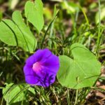 Figure 4. Morning glory produces colorful, funnel-shaped flowers that can be 2 to 4 inches. Credit: K. Mitchell