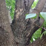 Figure 1: Upper ash branches colonized by a suspected Perenniporia sp.
