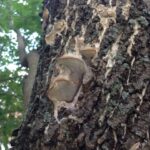 Figure 2: Fungal conks of a suspected Perenniporia sp., beginning to emerge from decaying ash branches.