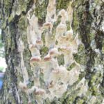 Figure 3: Fungal conks of a suspected Perenniporia sp., beginning to emerge from decaying ash branches.
