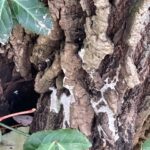 Figure 5: Figure 4: Fomitopsis sp. colonizing the trunk of ash trees damaged by EAB.