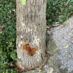Figure 6: Figure 5: Figure 4: Fomitopsis sp. colonizing the trunk of ash trees damaged by EAB.