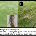 summer patch on bluegrass and bentgrass