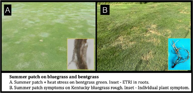 summer patch on bluegrass and bentgrass