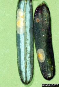 adult female scale