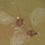 Alate adult males