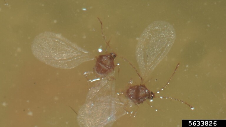 Alate adult males