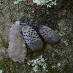 Spotted lanternfly with egg mass, Elizabeth Barnes