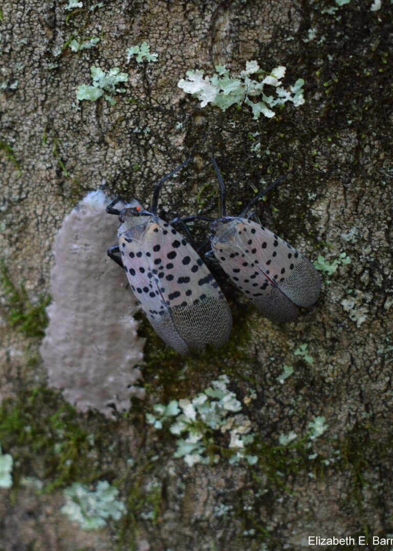 Spotted lanternfly with egg mass, Elizabeth Barnes