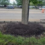 Figure 3. Example of improper mulching, known as volcano mulching. Avoid piling mulch against the tree trunk to prevent decay and pest problems.