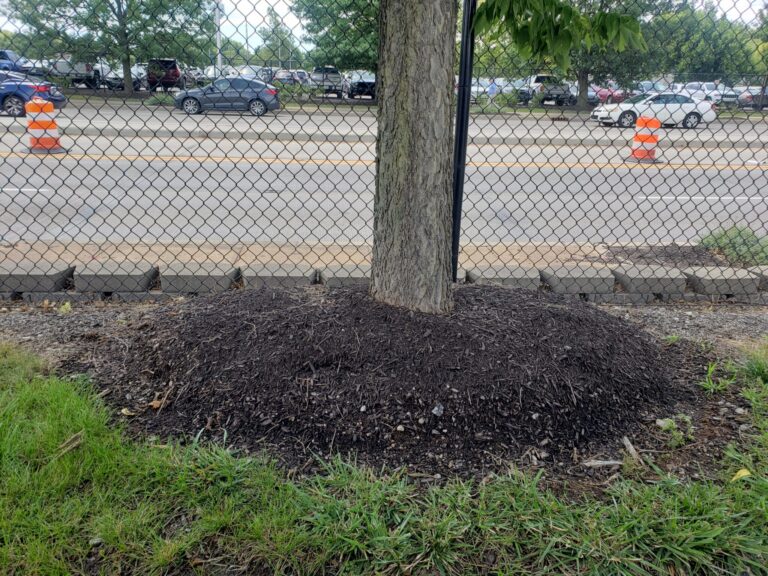 Figure 3. Example of improper mulching, known as volcano mulching. Avoid piling mulch against the tree trunk to prevent decay and pest problems.