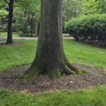 Figure 5. Keep mulch a few inches from the trunk and exposed surface roots. When possible, extend the mulch out to the tree’s drip line for maximum root protection and moisture retention.