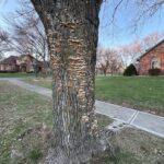 Figure 4: Fomitopsis sp. colonizing the trunk of ash trees damaged by EAB.