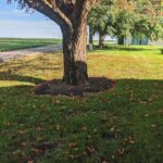 fall leaves on the ground