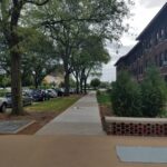 honeylocust is a faster growing tree