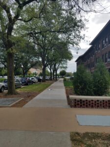 honeylocust is a faster growing tree