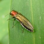 Agrilus smaragdifrons, a beetle that feeds exclusively on Tree-of-Heaven (Ailanthus altissima)