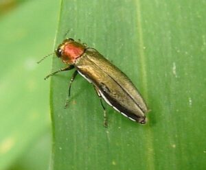 Agrilus smaragdifrons, a beetle that feeds exclusively on Tree-of-Heaven (Ailanthus altissima)