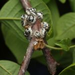 A cluster of black and white round scale insects are attached to a twig where it branches