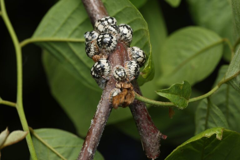 A cluster of black and white round scale insects are attached to a twig where it branches