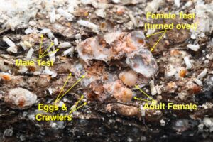 A cluster of different life stages of a white and yellow armored scales on a tree branch. The waxy cover is turned over to show the soft scale body and eggs hidden below.