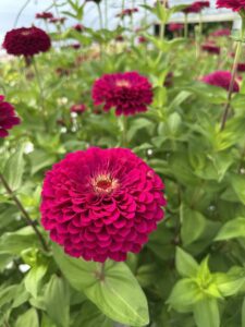 Zinnia flower