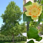 tuliptree form, leaves, and flowers