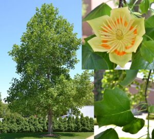 tuliptree form, leaves, and flowers