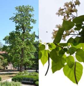 catalpa form, leaves, fruit, and flower