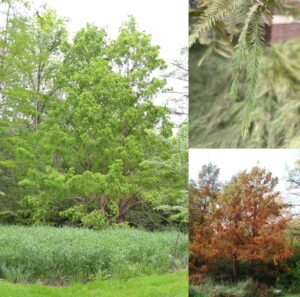 dawn redwood form, fall color, and leaves