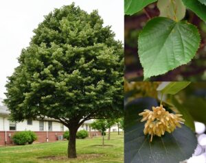tilia or linden tree form, flower and leaf