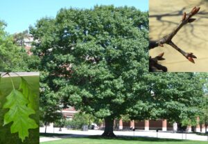entire tree form, buds and single leaf of red oak