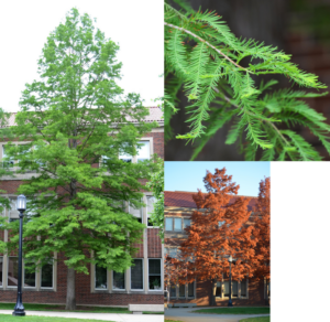 overall tree form, leaves, and fall color of bald cypress