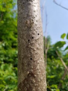 When adults emerge, they leave characteristic “D”-shaped exit holes in the bark