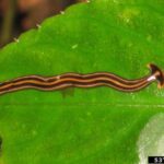 A hammerhead worm