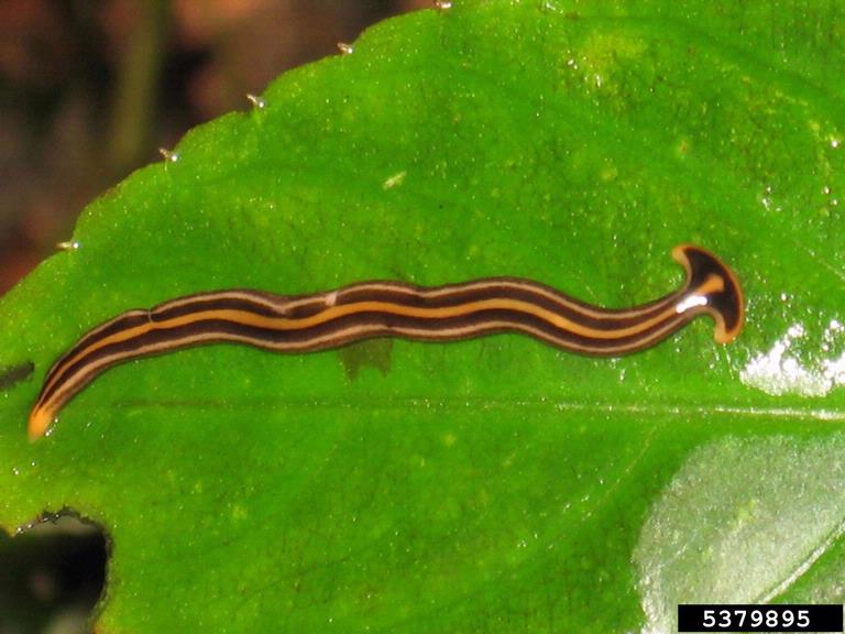 A hammerhead worm