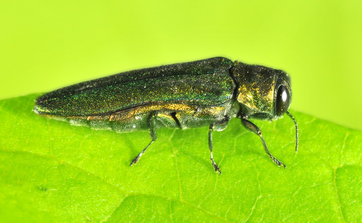 Side view of EAB, John Obermeyer