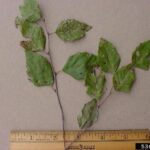 Cryptocline leaf spot on Elm Photo Credit: Paul Bachi, University of Kentucky Research and Education Center, Bugwood.org
