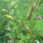 Figure 2 Cryptocline leaf spot on a young elm shrub. As the density of leaf spots increases, the leaf blade turns more yellow.