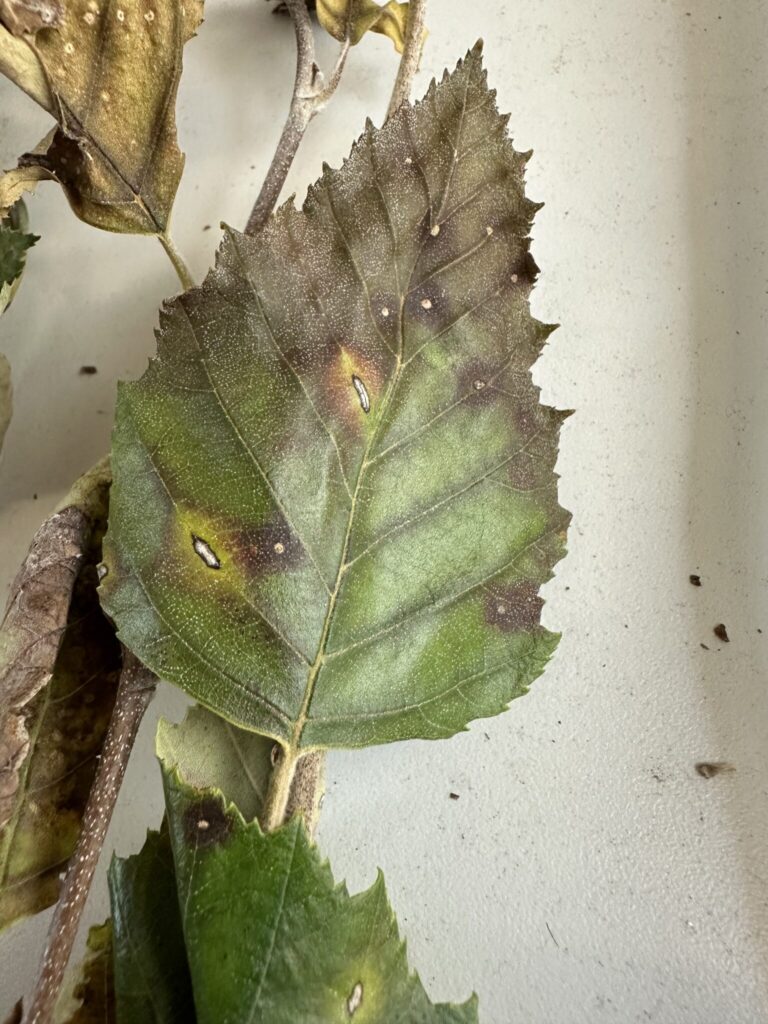 Figure 4 Lesions of Cryptocline located on leaf veins, creating an elongate necrotic lesions instead of the typical round lesions located elsewhere on the leaf. Photo Credit: PPDL