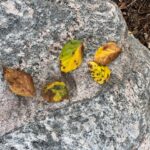 Figure 5 Elm leaves which have turned yellow/necrotic and fallen prematurely from the tree. Photo Credit: PPDL