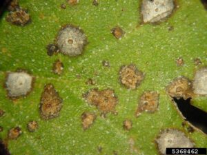Figure 6Close up image of Cryptocline leaf spots with acervuli. Photo Credit: Paul Bachi, University of Kentucky Research and Education Center, Bugwood.org