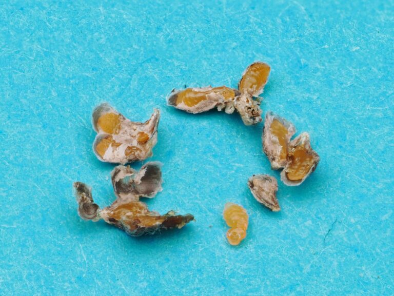 image showing yellow-orange colored scale bodies within their removed waxy covering