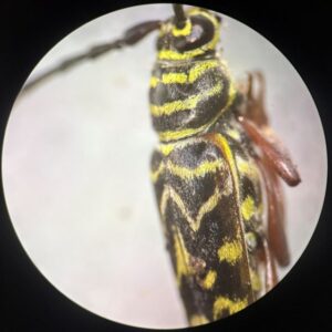 painted hickory borer under magnification